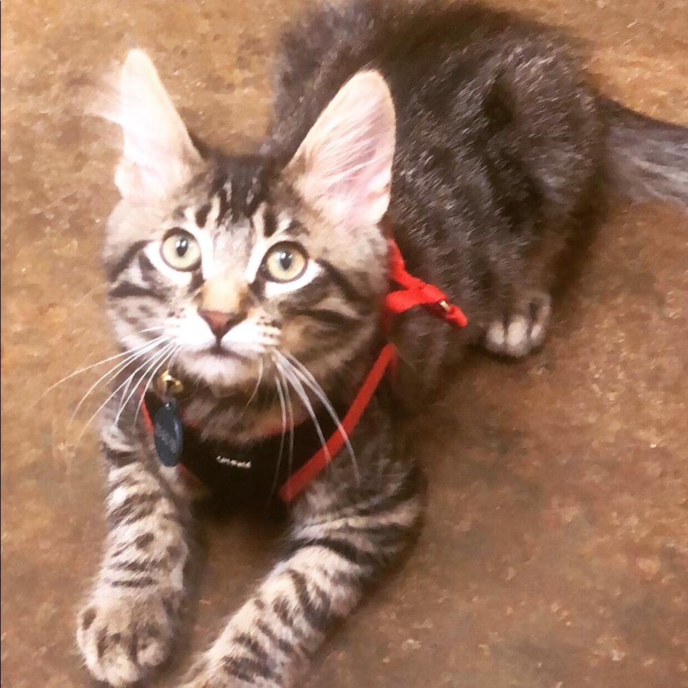 Meet your Posher, Vivian